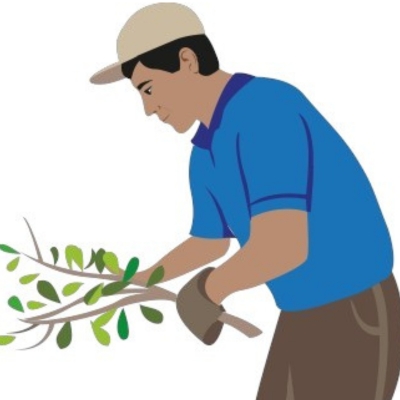 Leaf picking-Photoroom